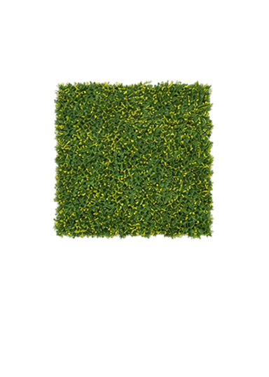 Japonica