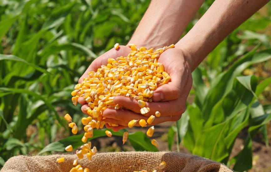 Manos sosteniendo semillas de maíz en un cultivo