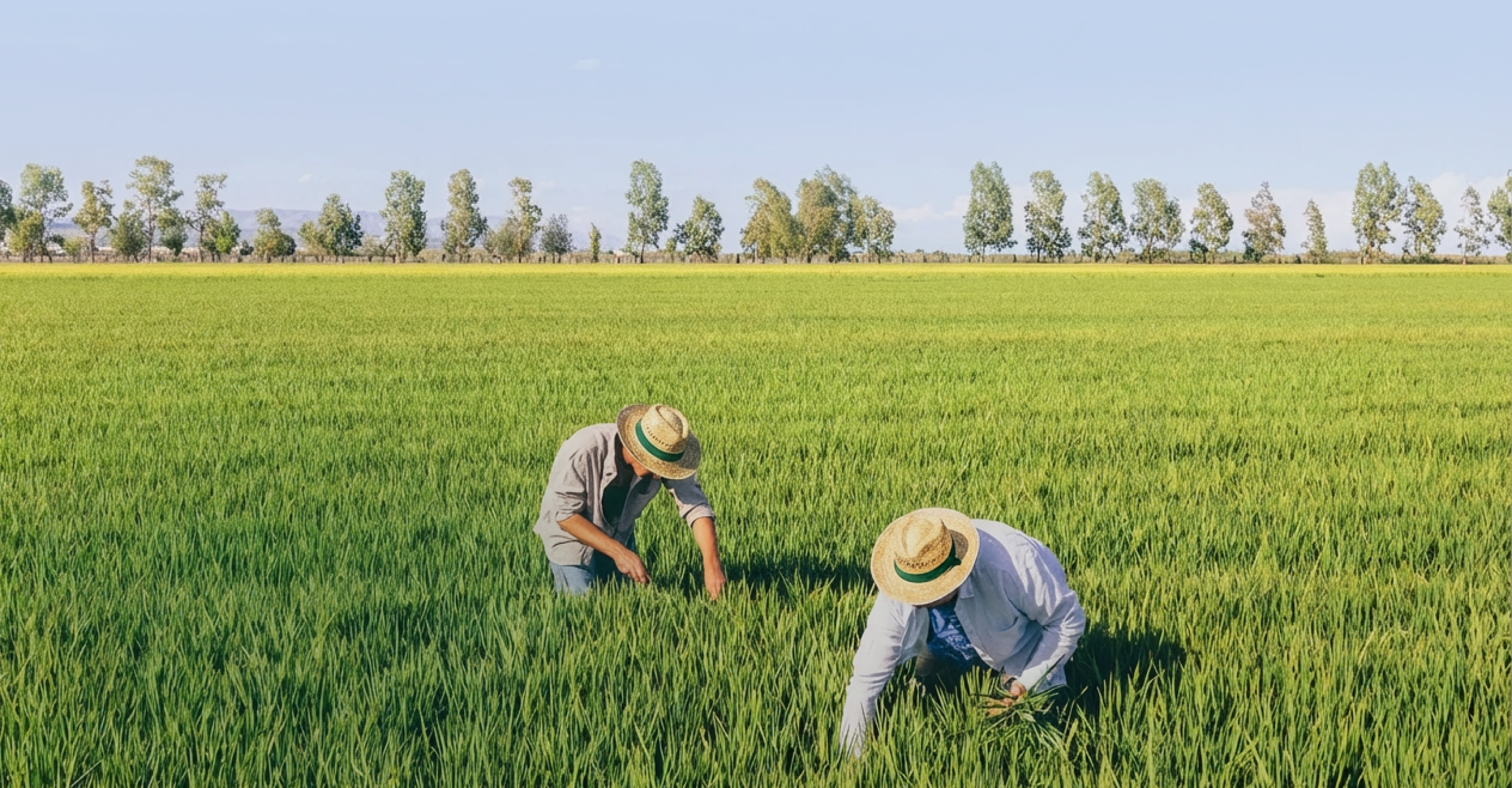 Dos agricultores con sombreros de paja inspeccionando un campo de arroz verde
